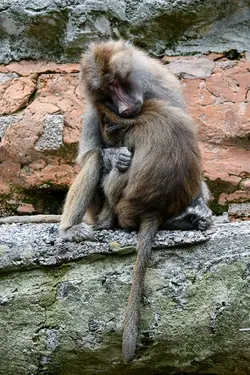Hamadryas baboon 5.webp