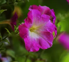 _DSC1308.webp