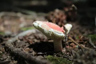Mushroom1.webp