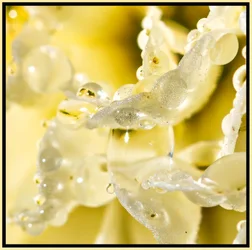 water beeds on a white mum  - D500-2.webp