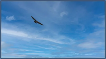 Red tailed hawk over B'ville  - D500.webp