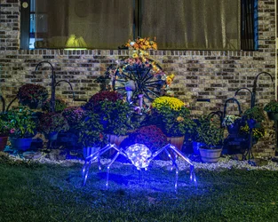 spider in front yard.webp