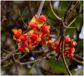 clown blooms closer - d500-3.webp