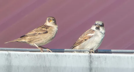 pr of sparrows on my car port - d500.webp