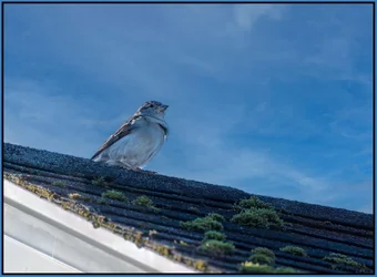sparrow on brandon's roof - d500-2.webp