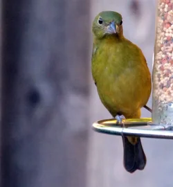 P1032132.webp