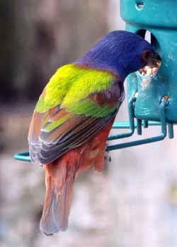 P1032141.webp