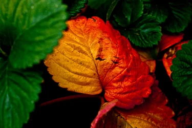 Autumn-Strawberry-leaves.webp