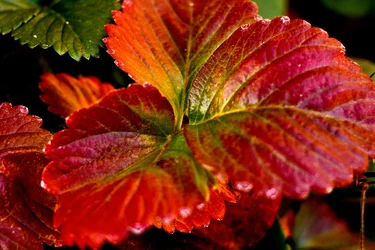 Autumn-Strawberry-leaves-2.webp