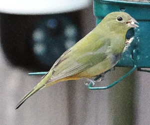 PB030059.webp