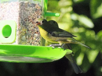 PB150156.webp