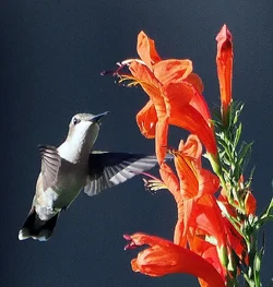 PB150157.webp