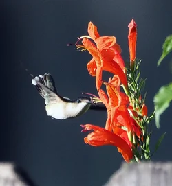 PB150159.webp