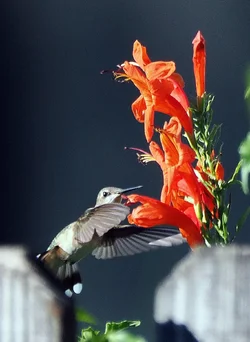 PB150163.webp