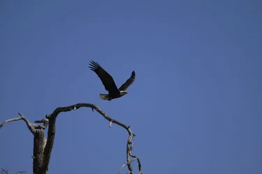 eagle-save-for-web.webp