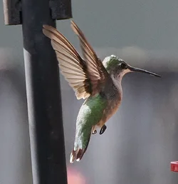 PB250031.webp