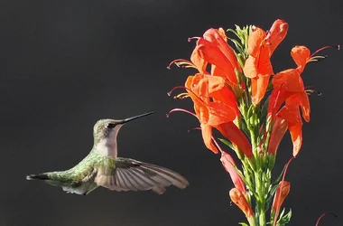 PB270061.webp