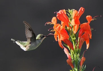 PB270065.webp