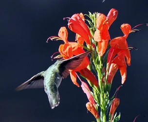 PB270066.webp
