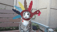 Attach80922_20251127_113241.gif