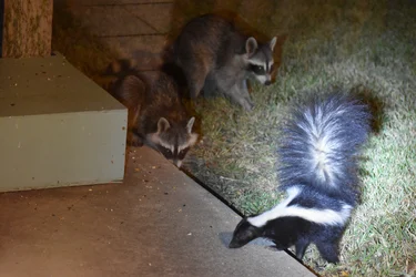 2025 10 10 Skunk (10).webp