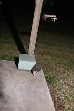 2025 12 01 Skip Possum (3).webp