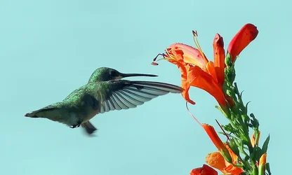 262A5033.webp