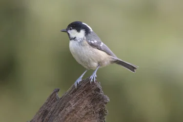 Coal Tit LR.webp