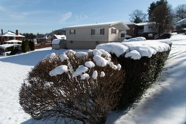 HEDGE DAVID'S PROPERTY original.webp