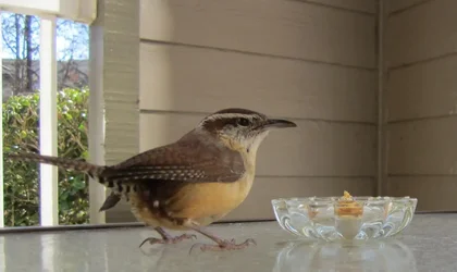 CarolinaWren.webp