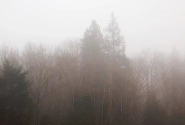 DSCN5728.webp