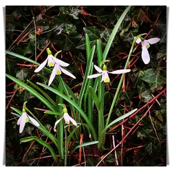 FramedDSCF4437-SnowDrops-Pewsey-Wiltshire.webp