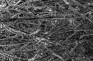 Ice on branches 1970's ice storm.webp