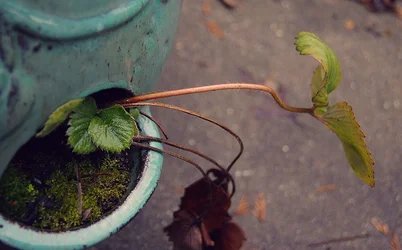 $littleplant.webp $littleplant.webp