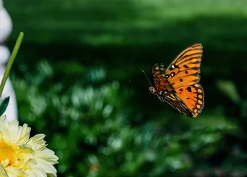 $flutter fly fw.webp