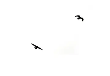$crows.webp