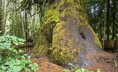 $harris creek spruce.webp