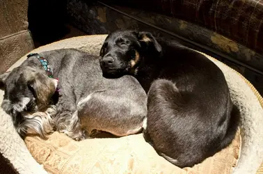 $sharing a bed.webp
