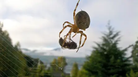 $spider.webp