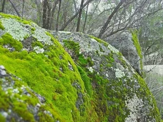 $Kevin-Snow-Moss-380x285.webp $Kevin-Snow-Moss-380x285.webp