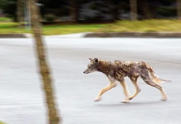 $coyote032.webp