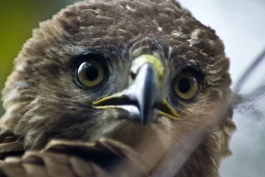 $bald eaglet 3 sm.webp