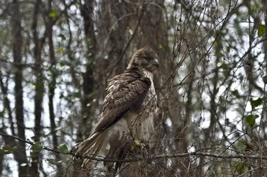 $Bald Eaglet2 sm.webp