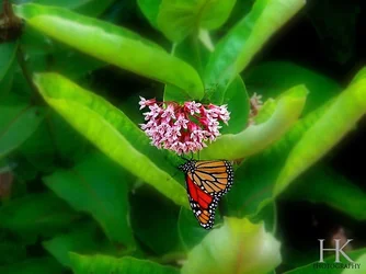 $ButterflyFlower.webp $ButterflyFlower.webp