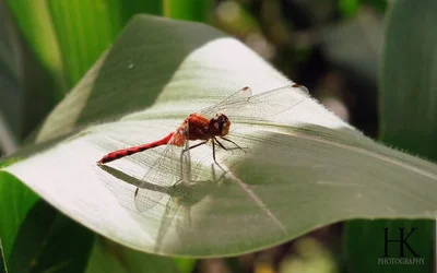 $DragonFlycopy.webp $DragonFlycopy.webp