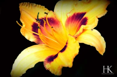 $Flowercopycopy.webp $Flowercopycopy.webp