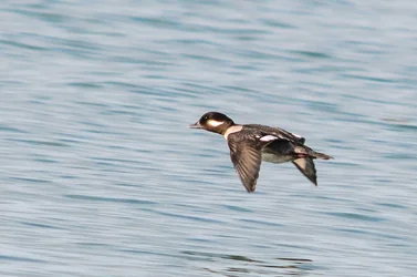 $SPEEDY Duck.webp