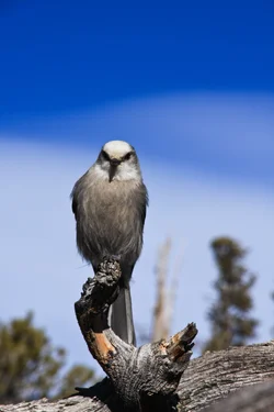 $Bird Mt Evans (99).webp
