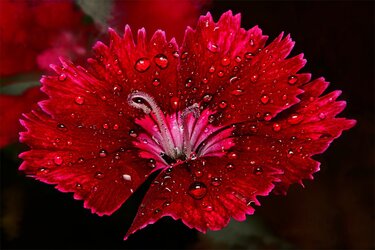 $Dianthus-with-Rain-Drops-blurred-background.jpg