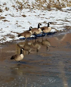 $4 geese in creek.small.webp